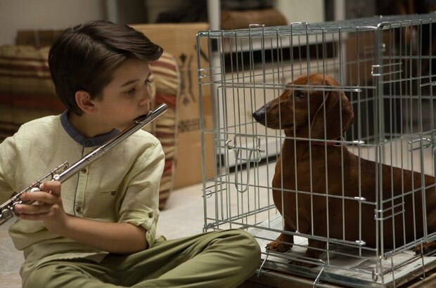 Wiener-Dog (2016) - photo 2