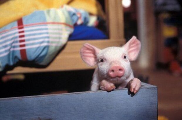 Rudy: The Return of the Racing Pig (2007) - photo 3