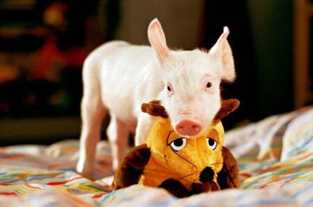 Rudy: The Return of the Racing Pig (2007) - photo 1