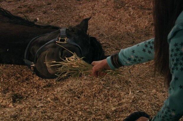 Flicka 2 (2010) - photo 8