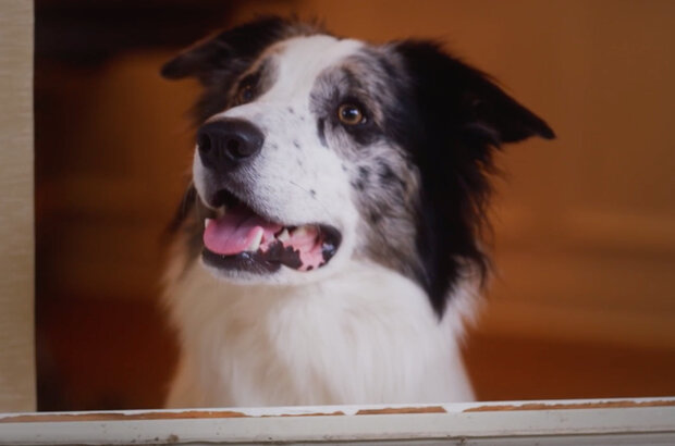 Junkyard Dogs (2022) - photo 3