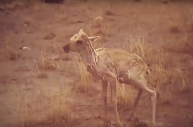 Gospozha Tundra (1986) - photo 6