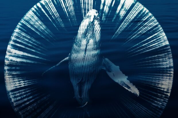 Fathom (2021) - photo 1