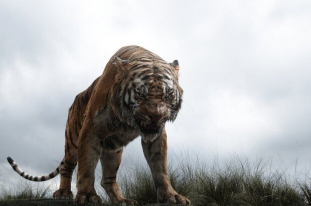 The Jungle Book (2016) - photo 15