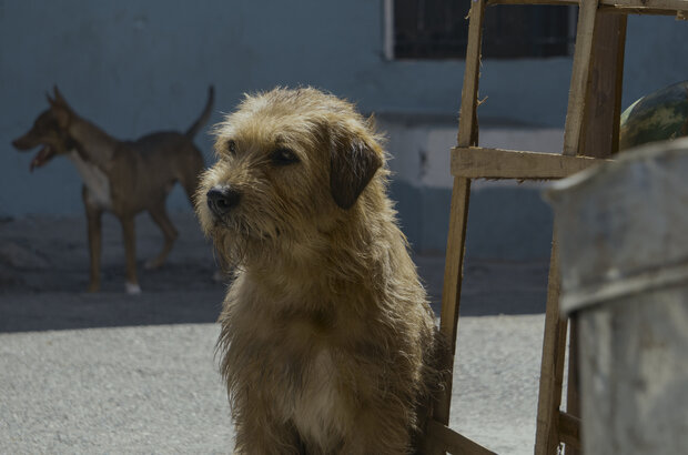 Arthur the King (2024) - photo 11