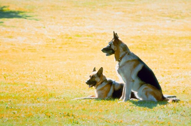 K-9: P.I. (2002) - photo 1