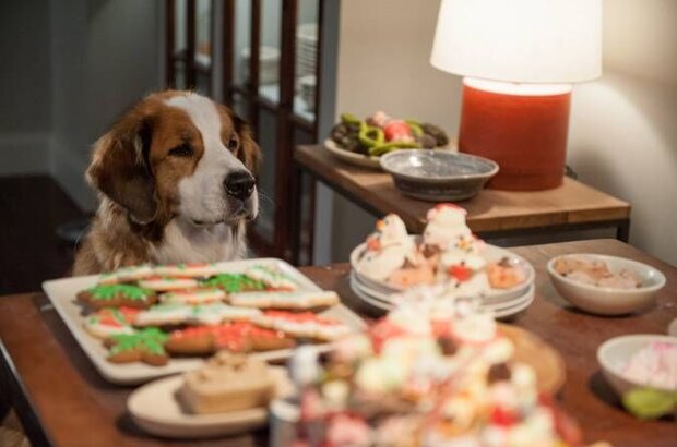 Love the Coopers (2015) - photo 11