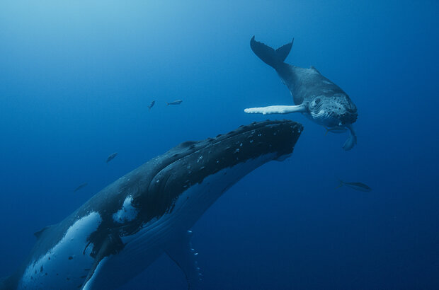 Whale Nation (2023) - photo 1
