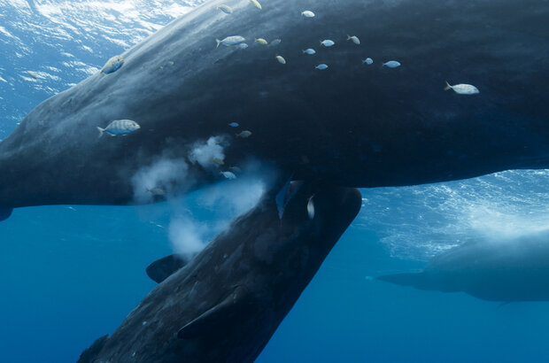 Whale Nation (2023) - photo 9