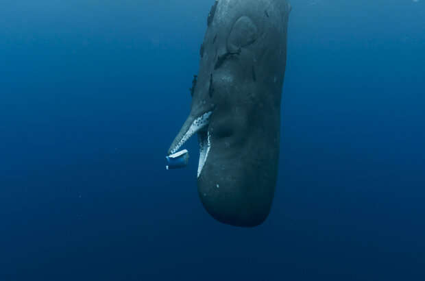 Whale Nation (2023) - photo 4