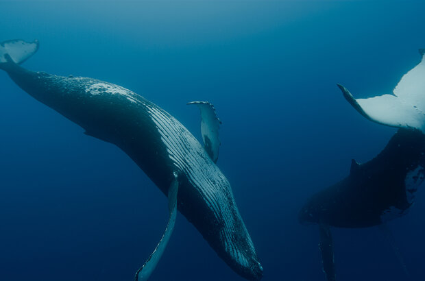 Whale Nation (2023) - photo 7