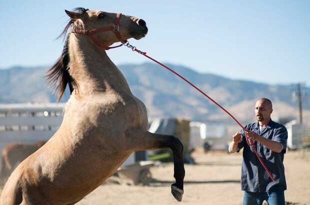 The Mustang (2019) - photo 3