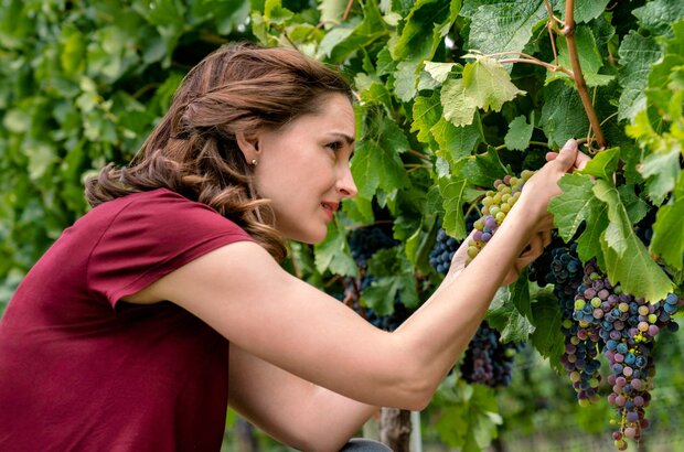 Autumn in the Vineyard (2016) - photo 10