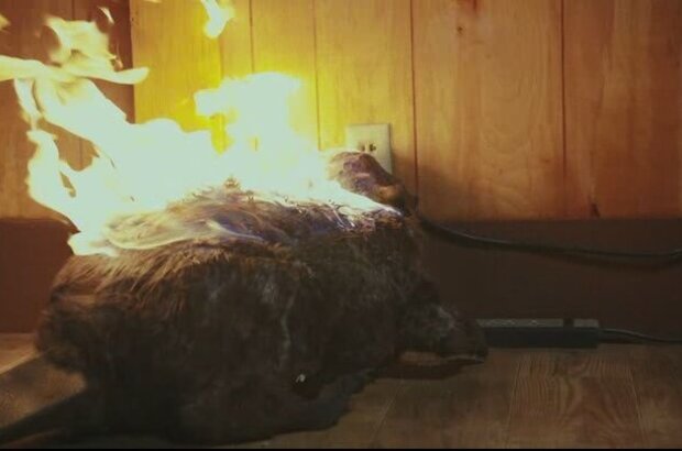 Zombeavers (2014) - photo 1