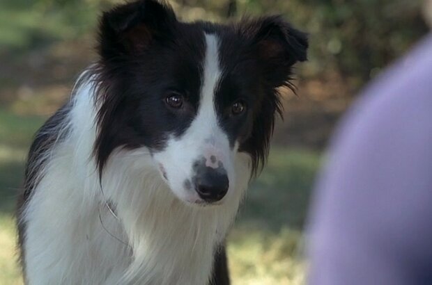A Dog Year (2009) - photo 5