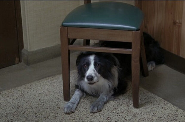 A Dog Year (2009) - photo 3