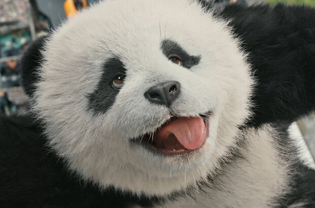 Panda Plan (2024) - photo 6