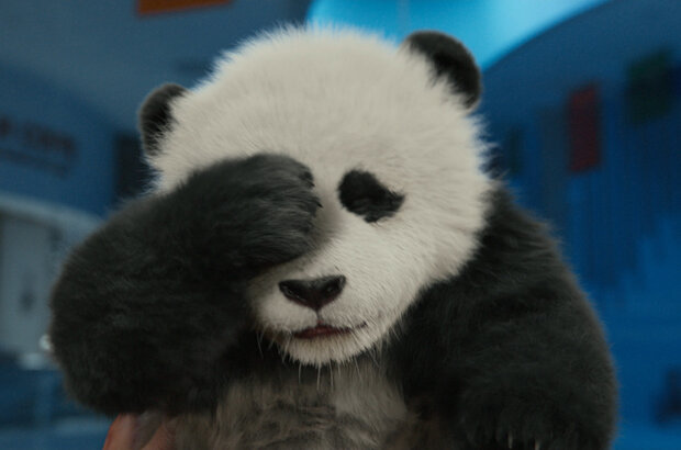 Panda Plan (2024) - photo 5