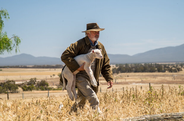 Rams (2020) - photo 4