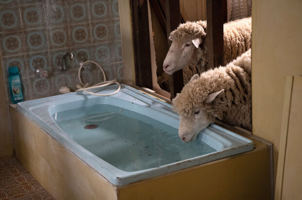 Rams (2020) - photo 7