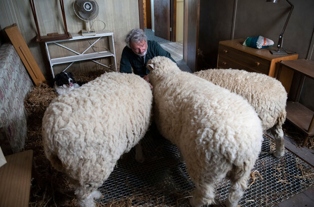 Rams (2020) - photo 8