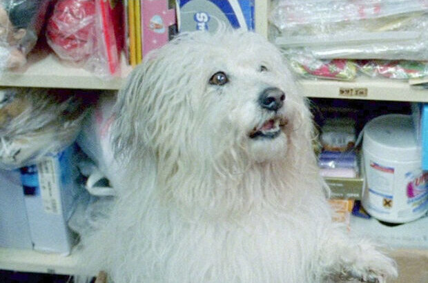 Тысяча и одна ночь. Том второй, Опустошенный (2015) - фото 1