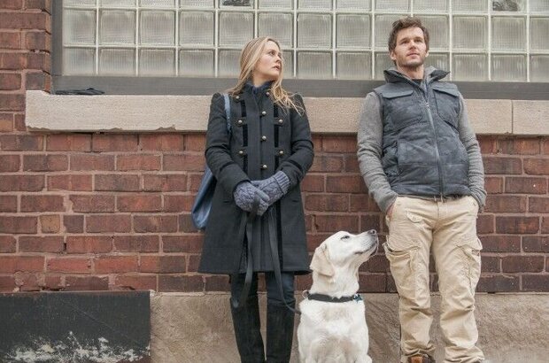 Who Gets the Dog? (2016) - photo 5