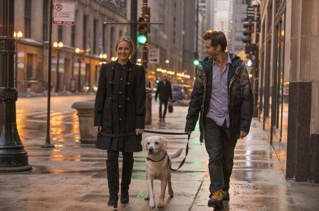 Who Gets the Dog? (2016) - photo 1