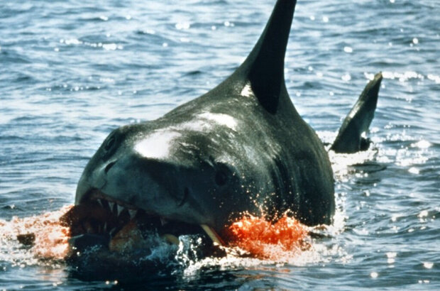 Jaws (1975) - photo 5