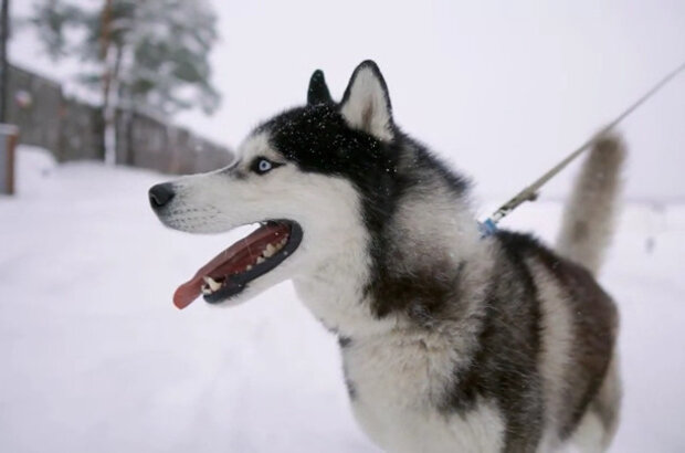 Jack London and the Call of the Wild (2020) - photo 2
