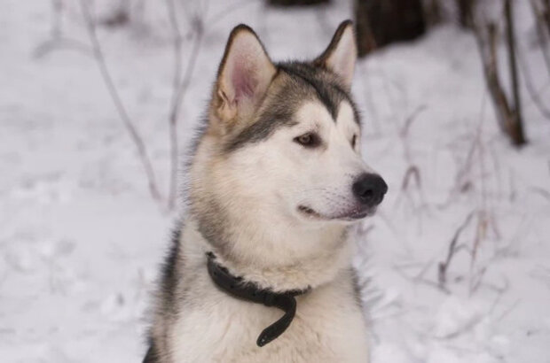 Jack London and the Call of the Wild (2020) - photo 6
