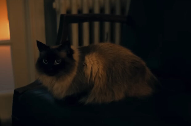 Dear David (2023) - photo 4