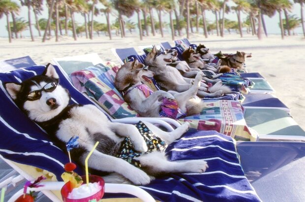 Snow Dogs (2002) - photo 2