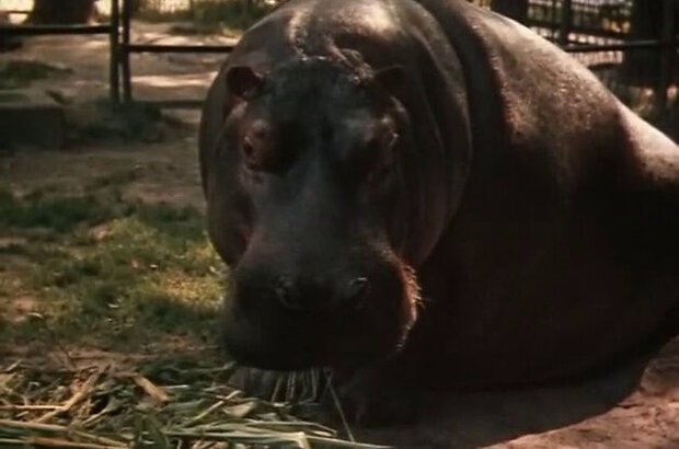 Kak my iskali Tishku (1970) - photo 5
