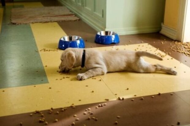 Marley & Me (2008) - photo 5