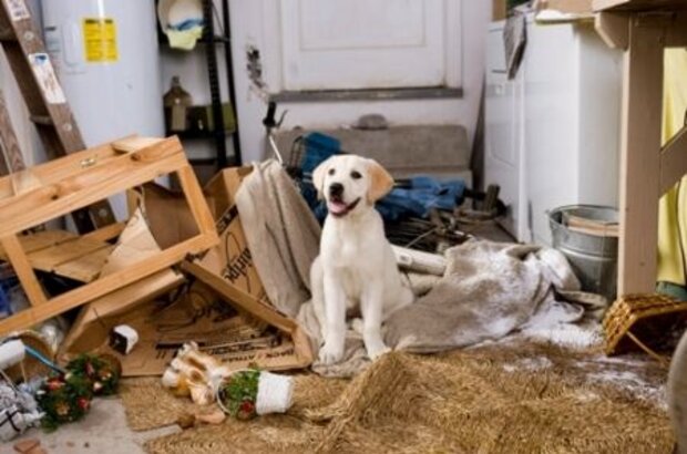 Marley & Me (2008) - photo 3