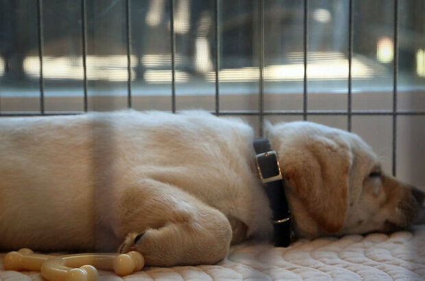 Pick of the Litter (2018) - photo 2