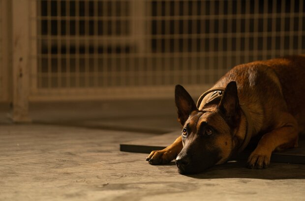 Dog (2022) - photo 9
