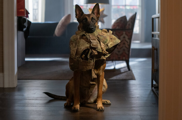 Dog (2022) - photo 3