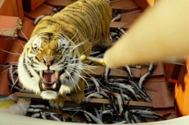 Life of Pi (2012) - photo 12