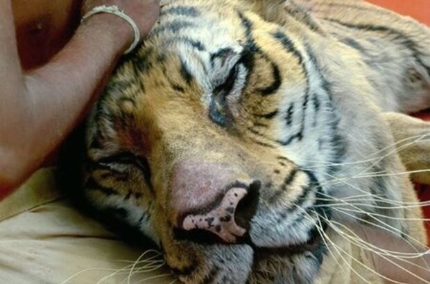 Life of Pi (2012) - photo 10