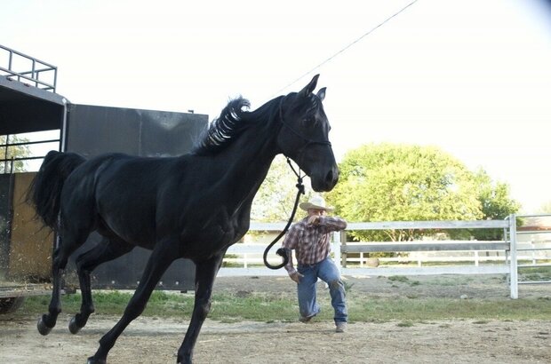 Flicka: Country Pride (2012) - photo 5