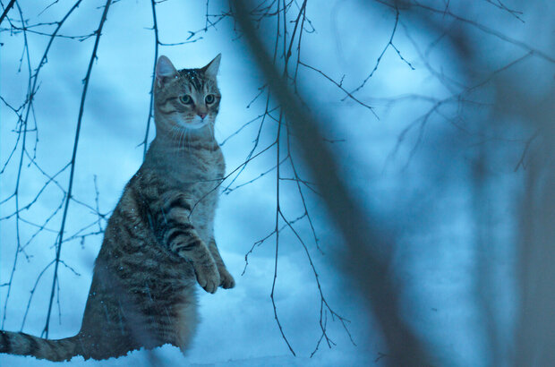 A Cat's Life (2023) - photo 6