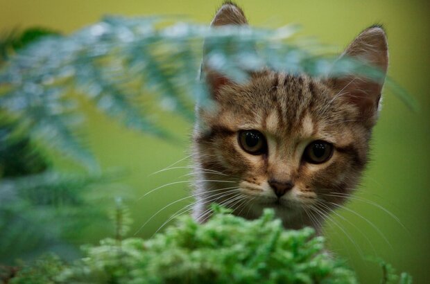A Cat's Life (2023) - photo 4
