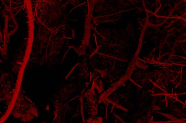 Birdeater (2023) - photo 5