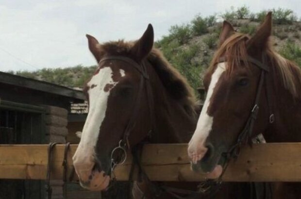 A Horse Story (2015) - photo 2