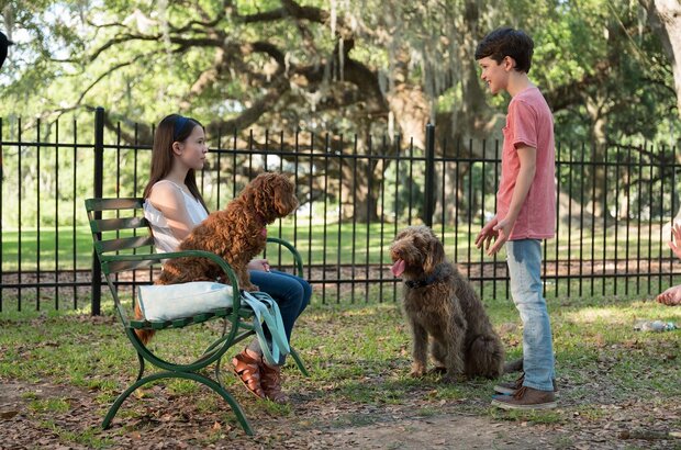 Think Like a Dog (2019) - photo 2