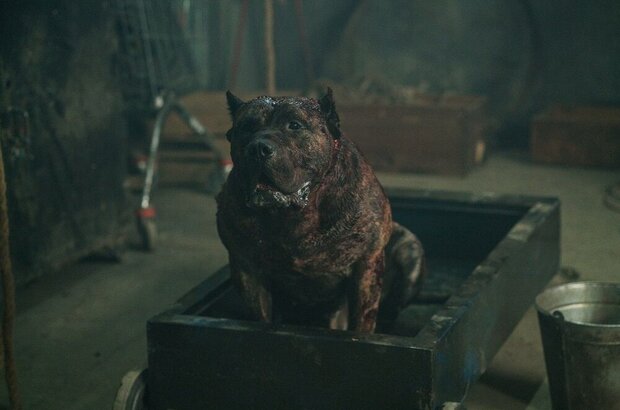 De Niro (2017) - photo 13