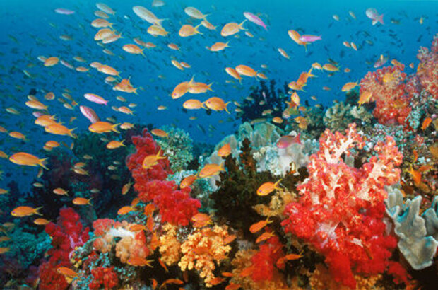 OceanWorld 3D (2009) - photo 1