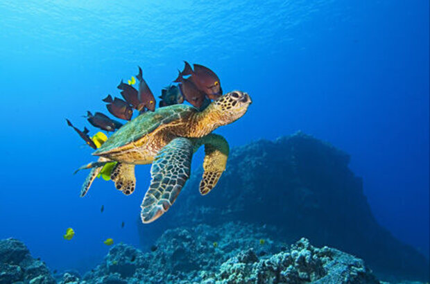 OceanWorld 3D (2009) - photo 2
